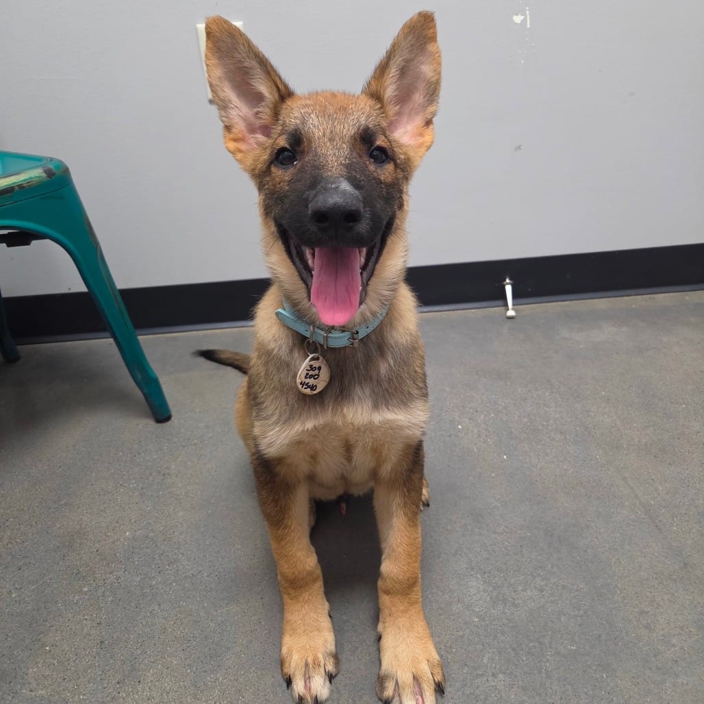 Photo of Daffy Duck, adoptable Shepherd, German / Mixed Breed (Large) in Normal, Illinois