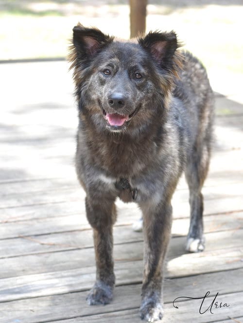 Photo of Ursa, adoptable Husky in Montgomery, Texas