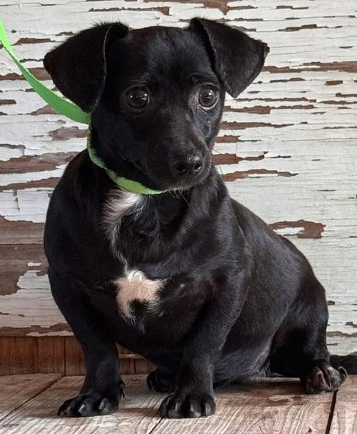 Photo of Suri, adoptable Chihuahua in Carrollton, Texas
