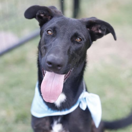 Photo of Livi, adoptable German Shepherd Dog in San Antonio, Texas