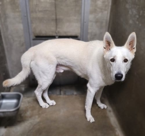 Photo of Mochi, adoptable German Shepherd Dog in Van Nuys, California