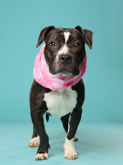 Photo of Tottely, adoptable dog in Atlanta, Georgia