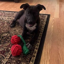 Photo of Bella, adoptable Labrador Retriever Mountain Cur in Winchester, Virginia