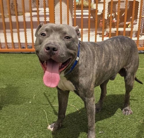 Photo of Googly Bear, adoptable Pit Bull Terrier in Las Vegas, Nevada
