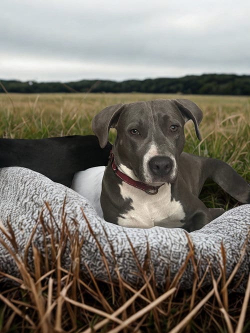 Photo of Marcy, adoptable Pit Bull Terrier in Orlando, Florida