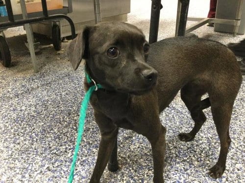 Photo of Janie, adoptable Chihuahua in Riverside, California