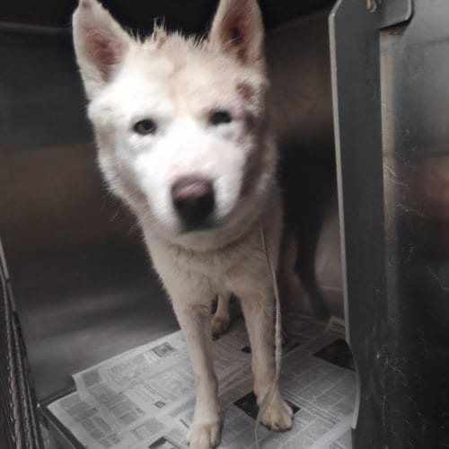 Photo of Poof, adoptable Siberian Husky in Los Angeles, California