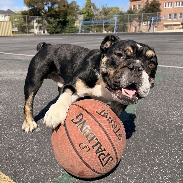 Photo of Vinny, adoptable Bulldog, English in California, California