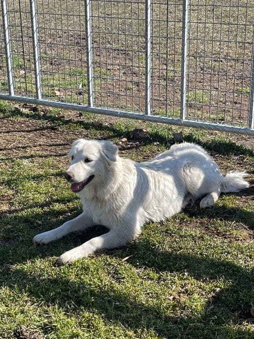 Photo of Mr Yuki, adoptable Great Pyrenees in Bountiful, Utah