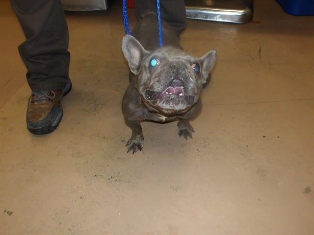 Photo of Sosa, adoptable French Bulldog in Chicago, Illinois