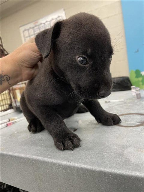 Photo of Gummi, adoptable Labrador Retriever in Waco, Texas