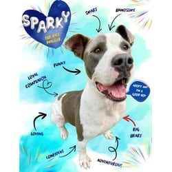 Photo of Sparky, adoptable Mixed Breed (Medium) in Port St. Joe, Florida