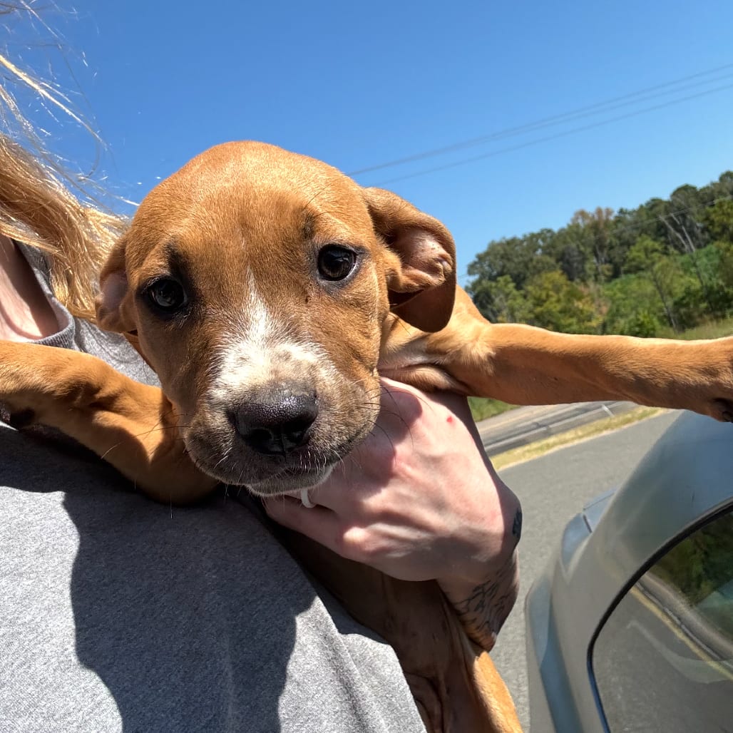 Photo of Gigi, adoptable Terrier / Mix in Marshall, Texas