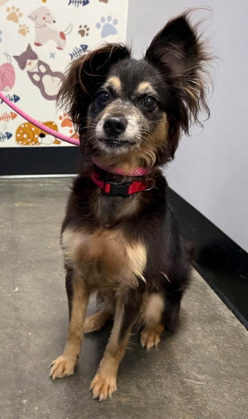 Photo of Ripley, adoptable Terrier in Milner, Georgia