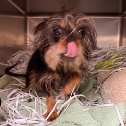 Photo of Rocky, adoptable Yorkie, Yorkshire Terrier in Lakeland, Florida
