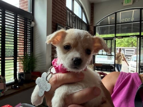 Photo of Olive, adoptable Chihuahua in Holly Springs, North Carolina