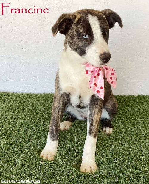 Photo of Francine, adoptable Australian Cattle Dog/Blue Heeler in San Diego, California