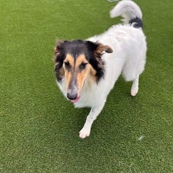 Photo of Bunny 5168, adoptable Collie in Loxahatchee, Florida