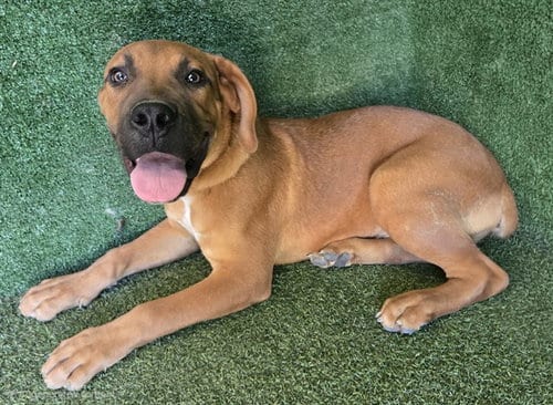 Photo of Fred, adoptable Mastiff in Lancaster, California