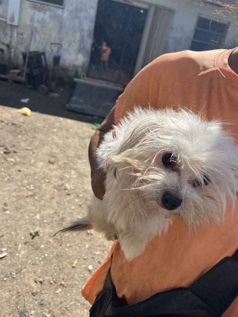 Photo of Mr. Fluff, adoptable Maltese in Miami, Florida