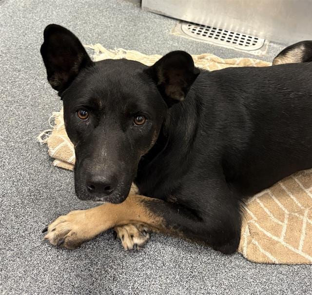 Photo of Lego, adoptable Australian Cattle Dog mix