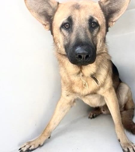 Photo of A662635, adoptable German Shepherd Dog in Houston, Texas