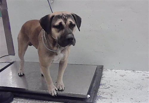 Photo of Beefcake, adoptable Mastiff in Houston, Texas