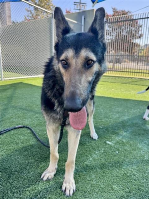 Photo of Halibut, adoptable German Shepherd Dog in Los Angeles, California