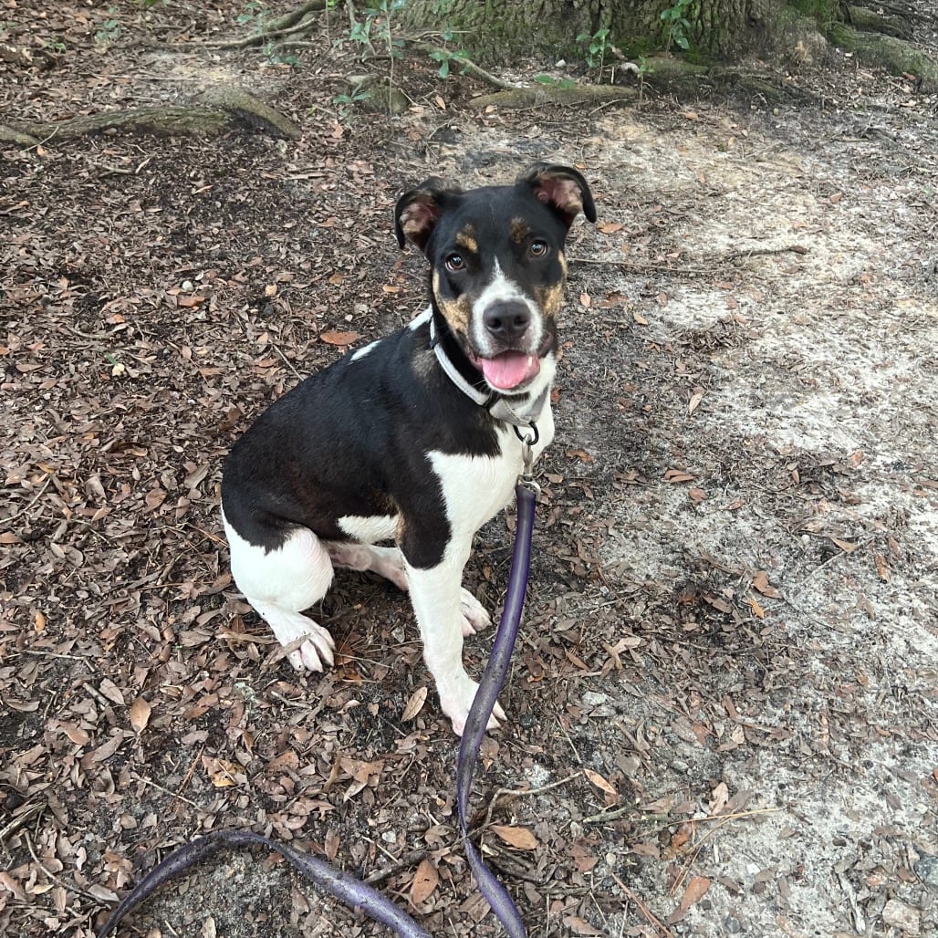 Photo of Mr. Twister, adoptable Mixed Breed (Medium) in Summerville, South Carolina