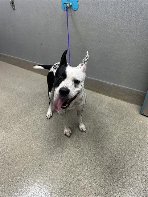 Photo of Kobe, adoptable Pit Bull Terrier in Las Vegas, Nevada