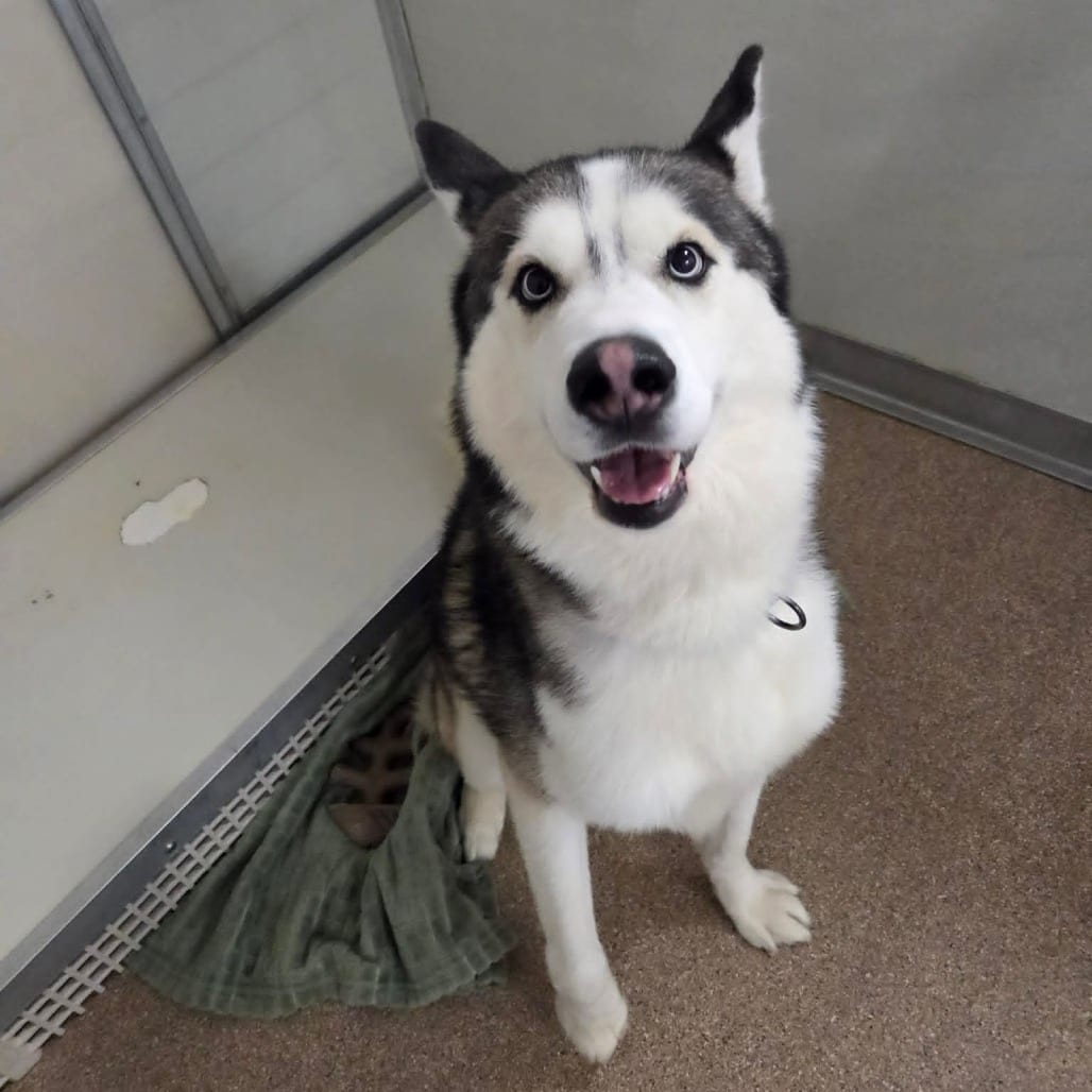Photo of Mystic, adoptable Husky, Siberian in Ballston Spa, New York