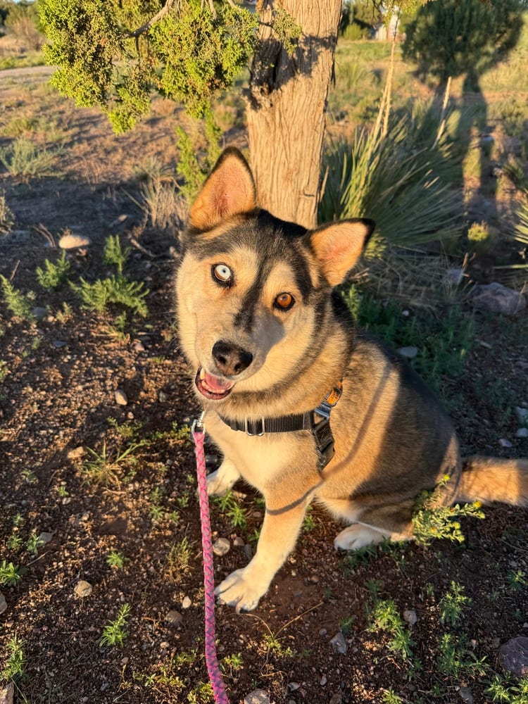 Photo of Mishka, adoptable Siberian Husky in Mountainair, New Mexico