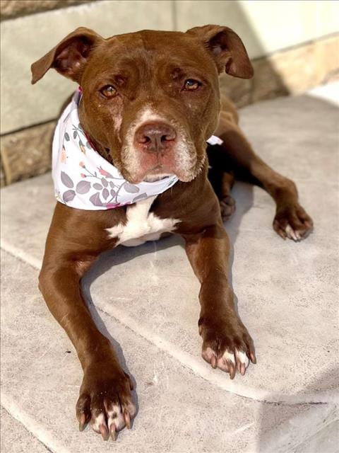 Photo of Burnadette, adoptable Pit Bull Terrier in Tulsa, Oklahoma