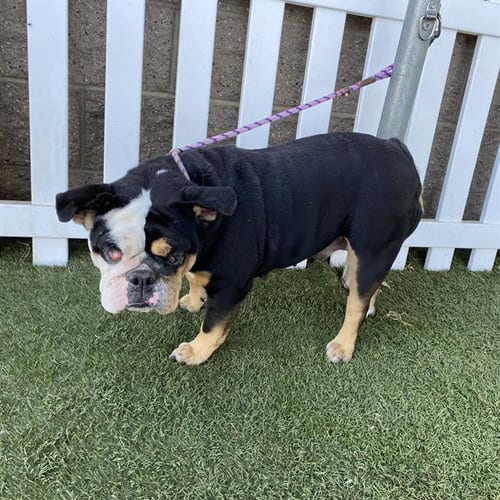 Photo of A614759, adoptable English Bulldog in Modesto, California