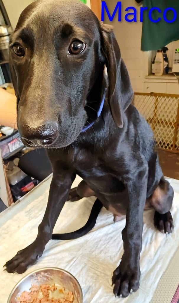 Photo of Marco, adoptable Weimaraner in Mena, Arkansas