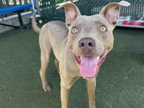 Photo of Oakley, adoptable Pit Bull Terrier in Bonita, California