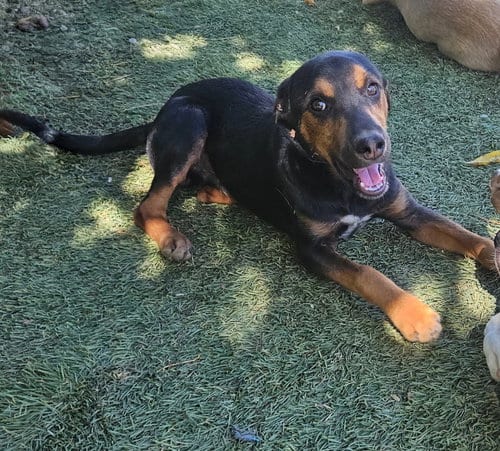 Photo of Flint, adoptable Feist in Tracy City, Tennessee
