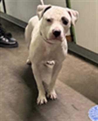 Photo of Petey, adoptable Staffordshire Bull Terrier in Los Angeles, California