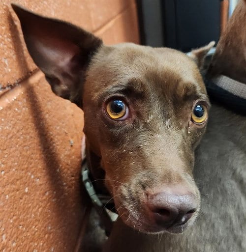 Photo of Chocolate, adoptable Chihuahua in Pueblo, Colorado
