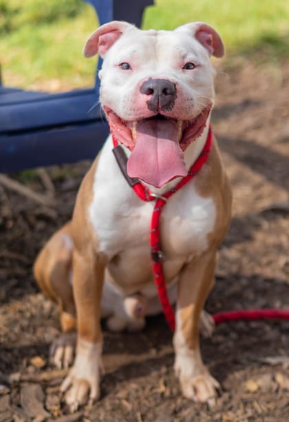 Photo of Binky, adoptable dog in Chamblee, Georgia