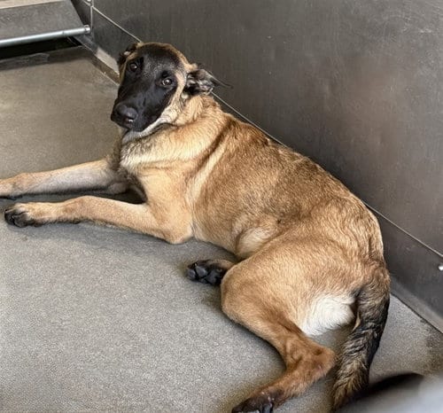Photo of D.L., adoptable Belgian Shepherd Malinois in San Bernardino, California