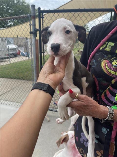 Photo of Burnt Ends, adoptable Pit Bull Terrier in Tulsa, Oklahoma