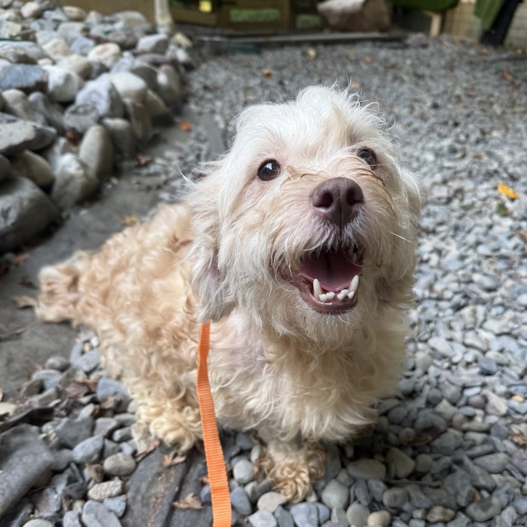 Photo of Fish, adoptable Mixed Breed (Small) in West Chester, Pennsylvania