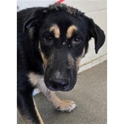 Photo of Thor, adoptable German Shepherd Dog in San Bernardino, California