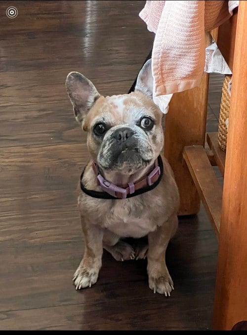 Photo of Barbie, adoptable French Bulldog in Hayward, California