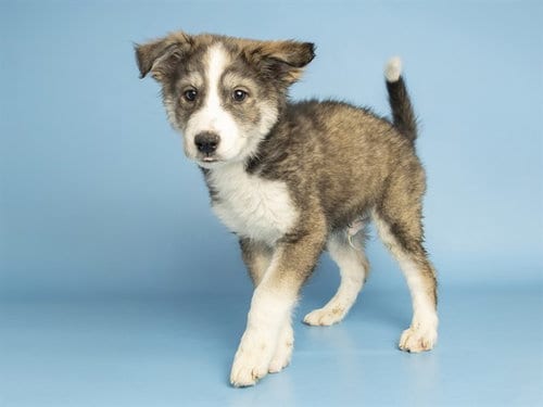 Photo of Gerald, adoptable Husky in Phoenix, Arizona