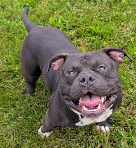 Photo of Zilla, adoptable Pit Bull Terrier in Akron, Ohio