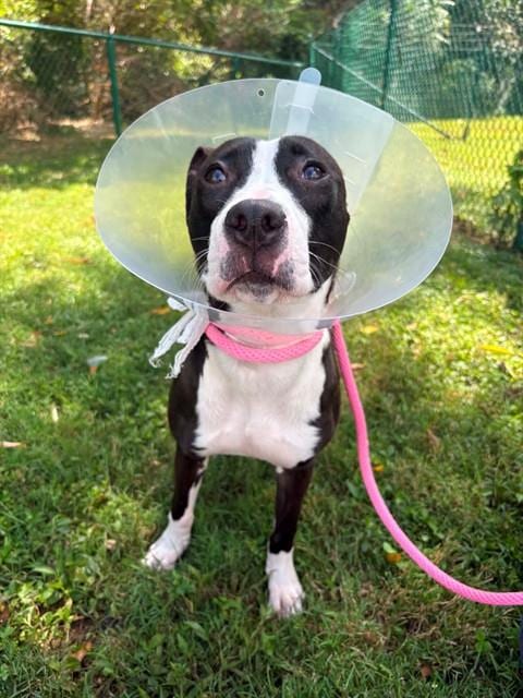 Photo of Venus, adoptable American Pit Bull Terrier in St Peters, Missouri
