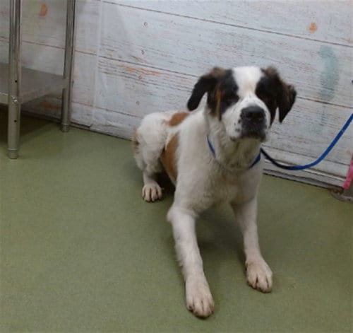 Photo of Shaq, adoptable Saint Bernard in San Bernardino, California