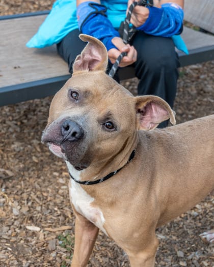 Photo of Santino, adoptable dog in Chamblee, Georgia